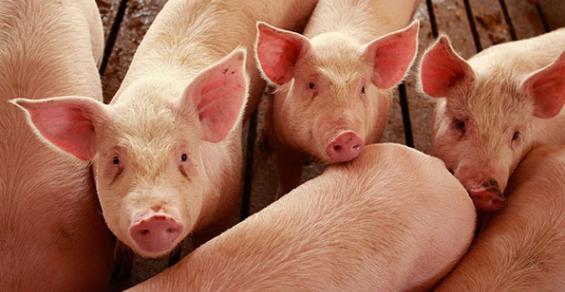Danish authorities to conduct tail biting risk assessments - ProSwine