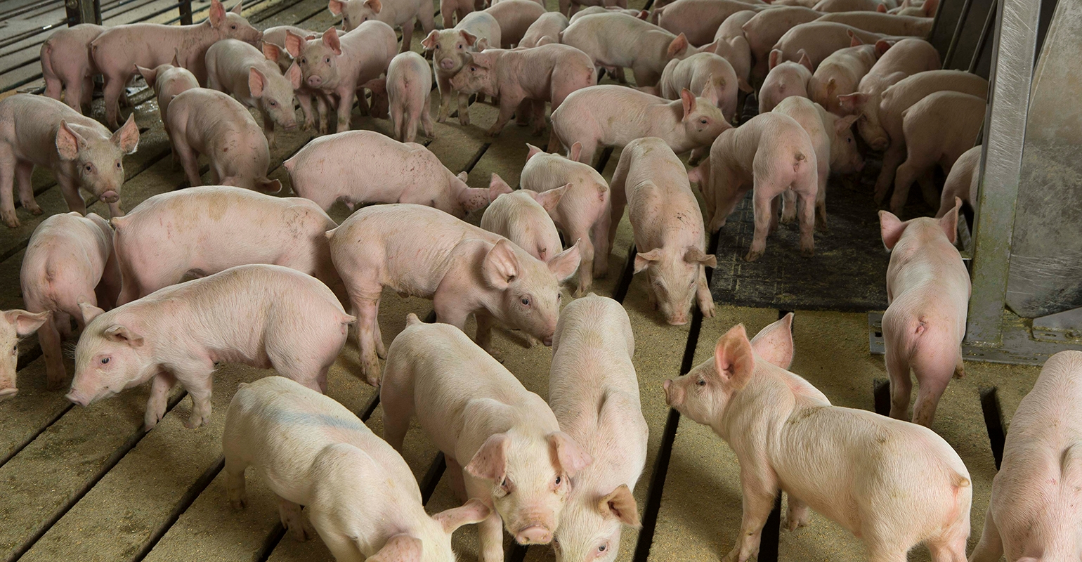 Scours In Piglets Researchers seek antibiotic alternatives for treating diarrhea in pigs ...