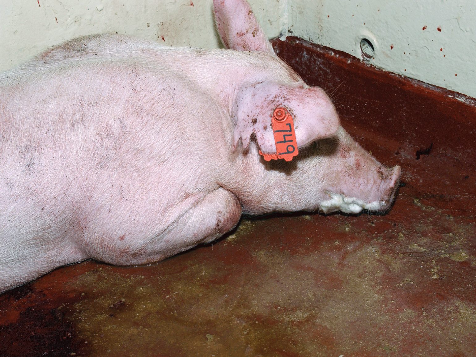 Australia, U.S. team up on African swine fever vaccine - ProSwine