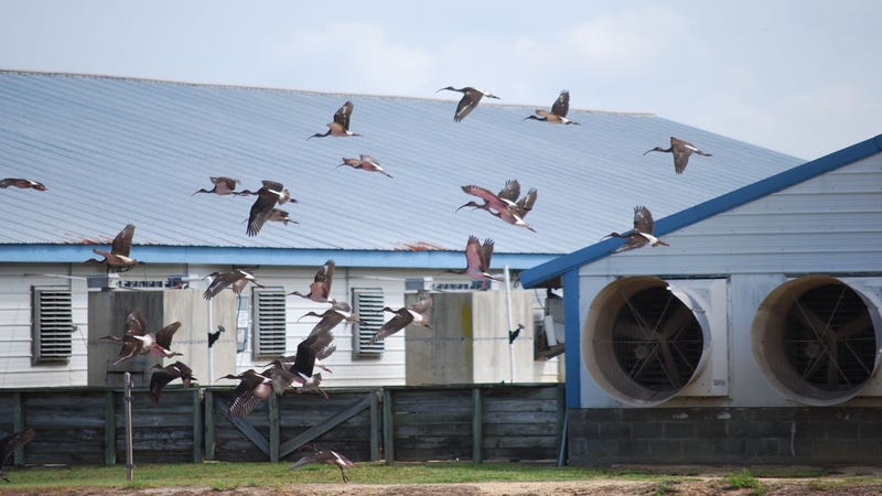 Don’t wait until summer to prep for hot-weather swine care - ProSwine