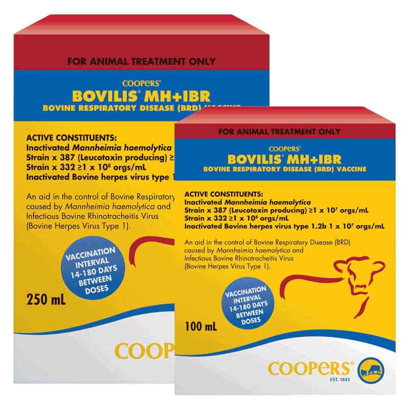 Bovilis MH + IBR