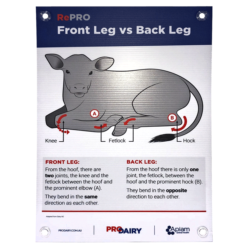 ProDairy Corflute A2 - RePRO Front vs Back Leg [Each]