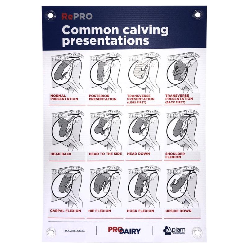 ProDairy Corflute A2 - RePRO Common Calving Presentations [Each]